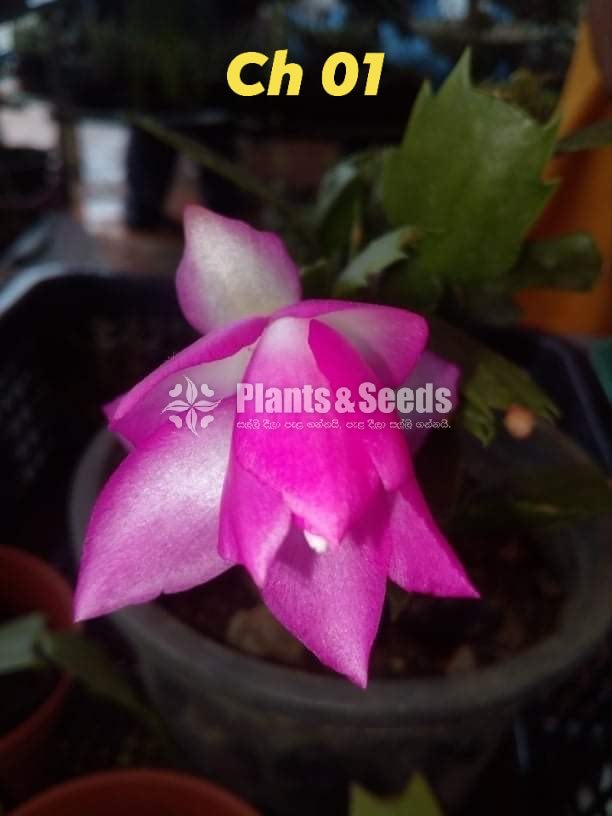 Christmas Cactus Plant (ක්‍රිස්මස් කැක්ටස්)