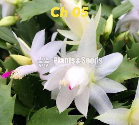 Christmas Cactus Plant (ක්‍රිස්මස් කැක්ටස්)