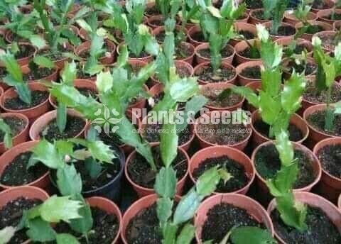 Christmas Cactus Plant (ක්‍රිස්මස් කැක්ටස්)