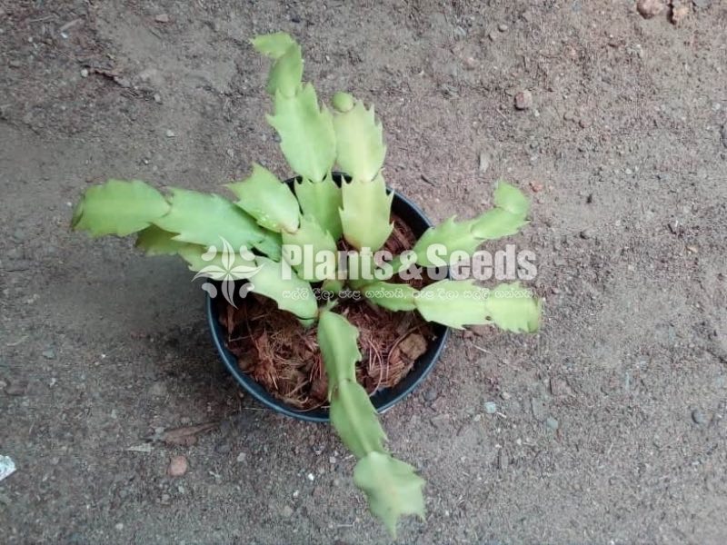 Christmas Cactus Plant (ක්‍රිස්මස් කැක්ටස්)