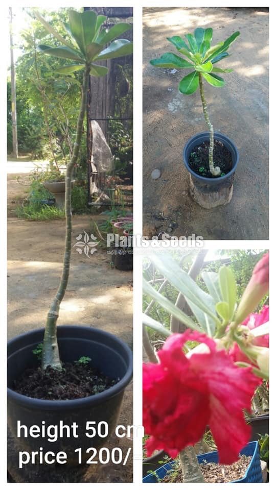 Adenium