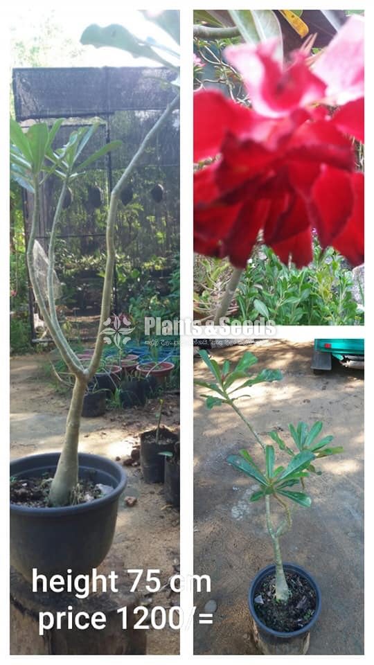 Adenium
