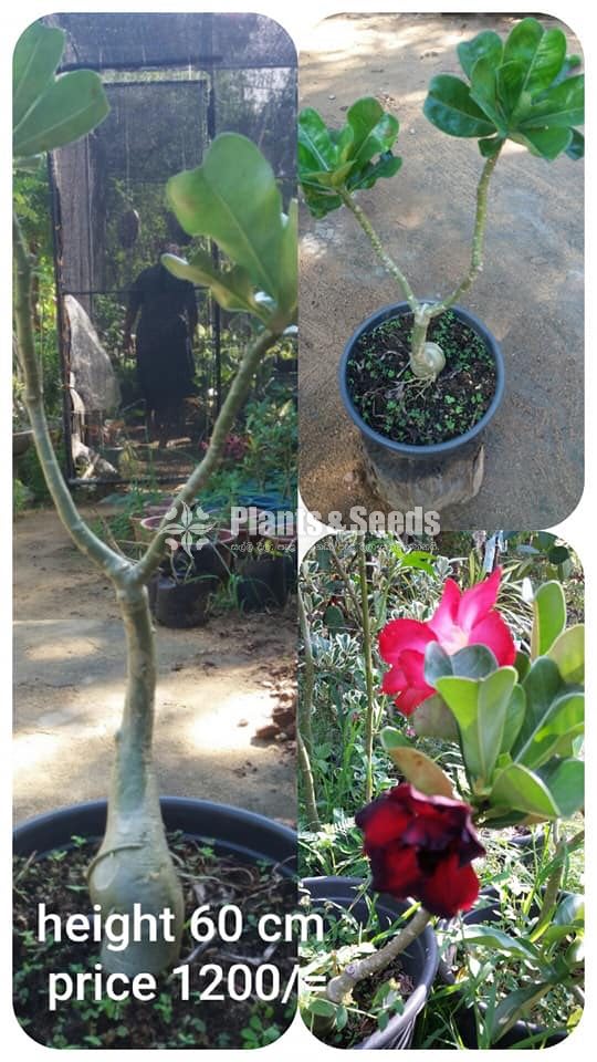 Adenium