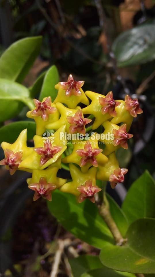 Hoya Plants