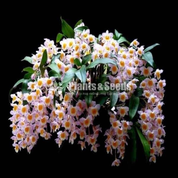 Den. Farmeri pink