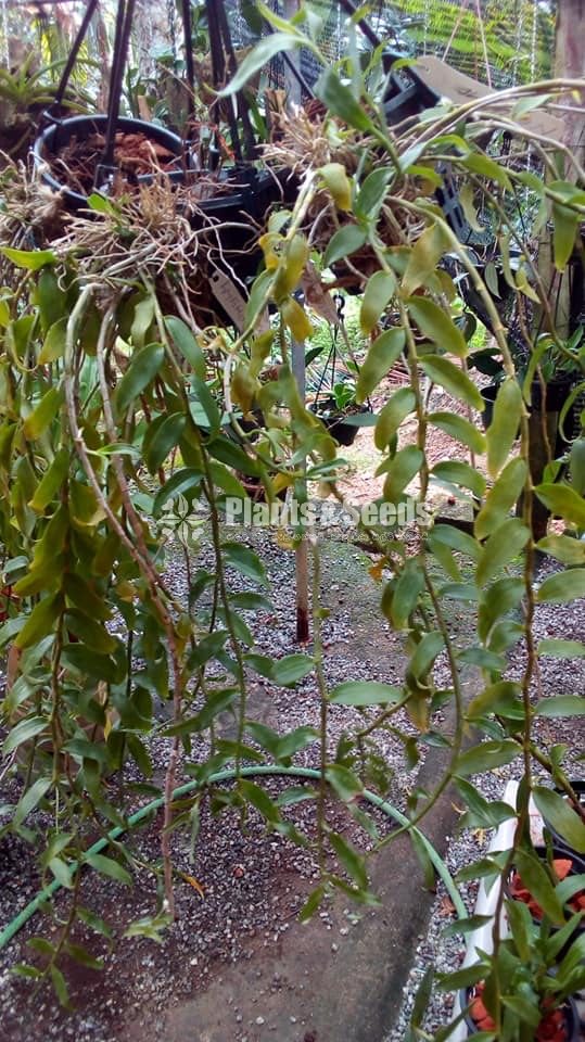 Den. Aphyllum FLower Plants