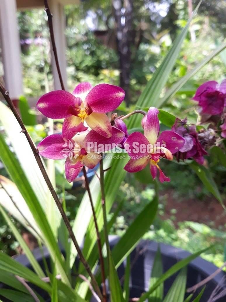Ground Orchids 