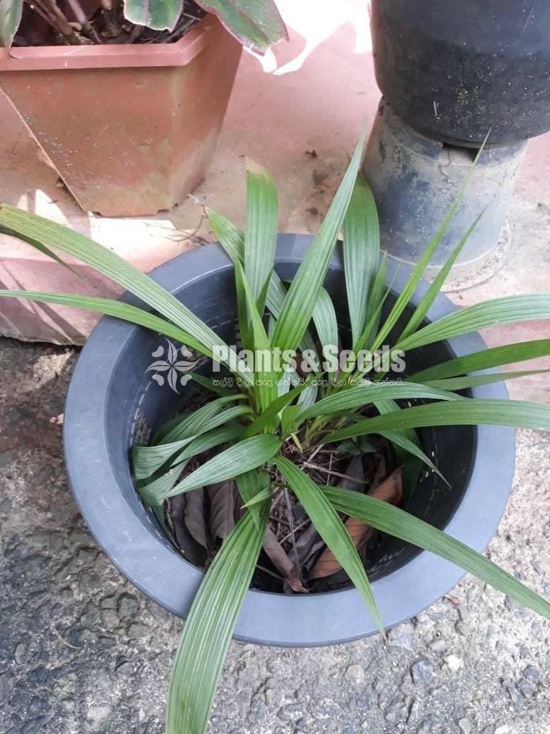 Ground Orchids 