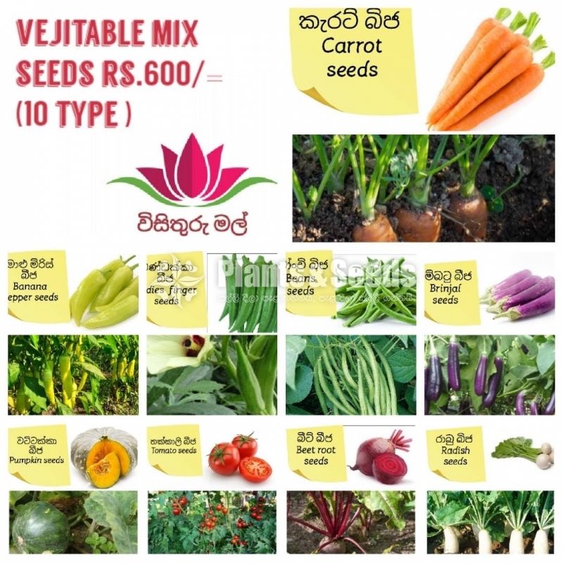 Vegetable Seeds 10 Pack for 600