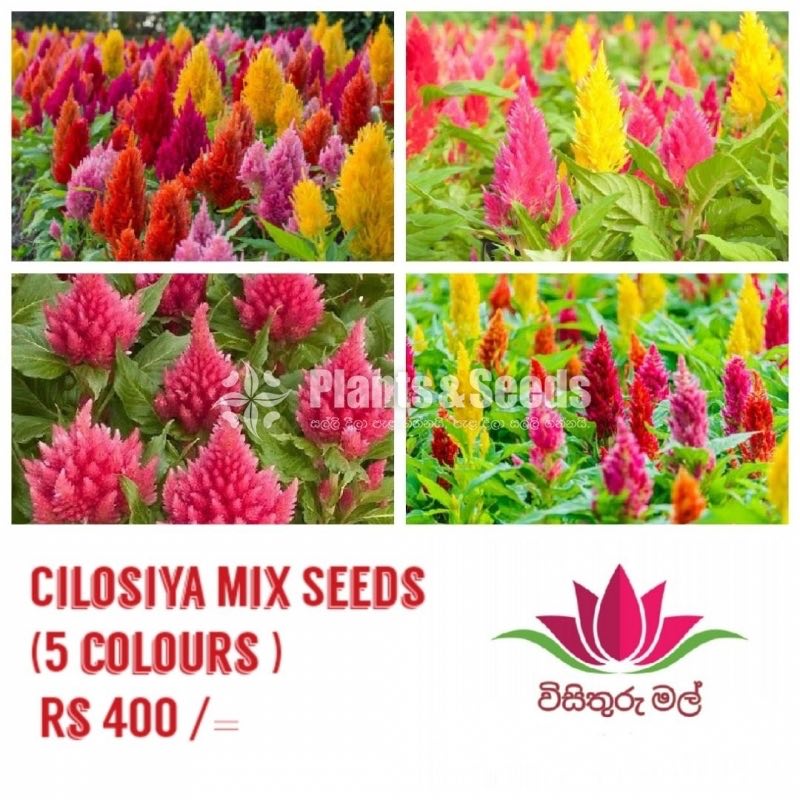 Cilosiya Mix Seeds (6 colours )