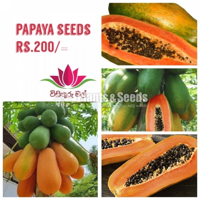  Papaya Mix Seeds