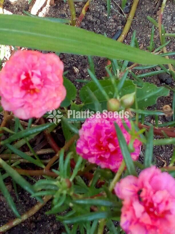 Japan Roses and Dubai Roses