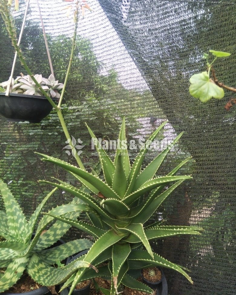 Aloe Cactus