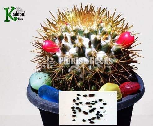 Cactus Seeds