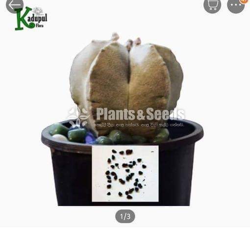 Cactus Seeds