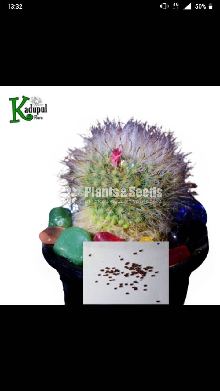 Cactus Seeds