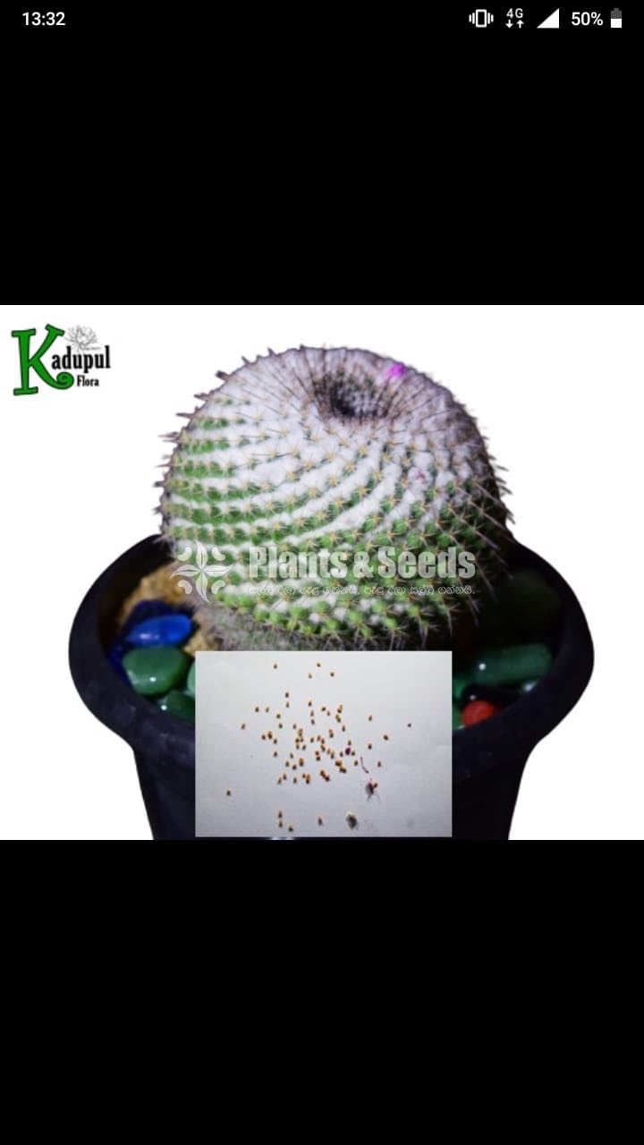 Cactus Seeds