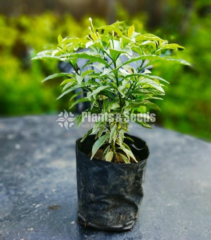 Wathusudda (වතුසුද්ද )