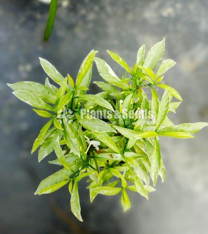 Wathusudda (වතුසුද්ද )