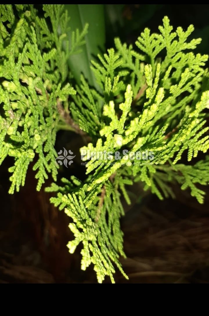Cypress 