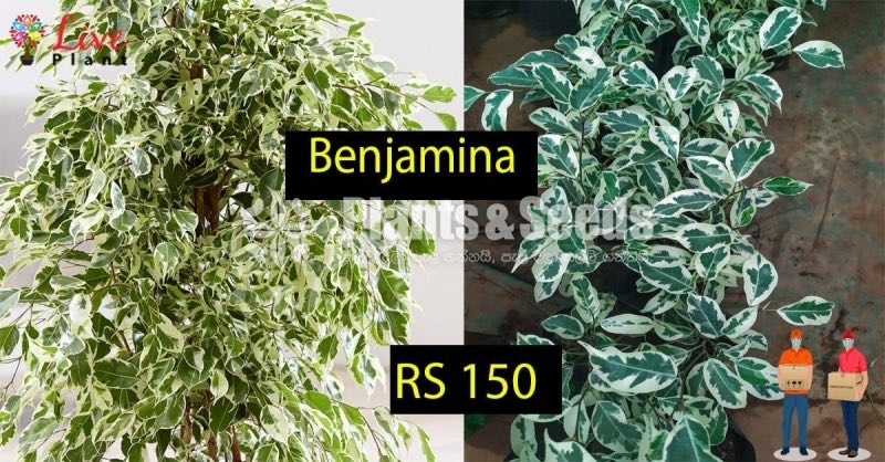Benjamina