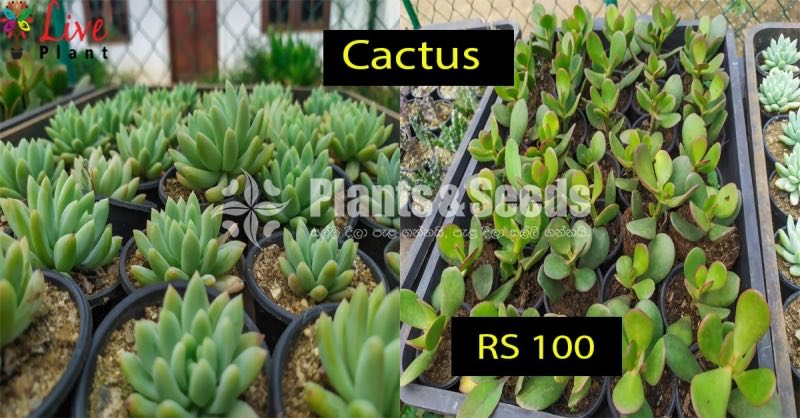 Cactus