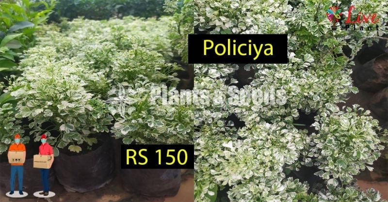 Policiya