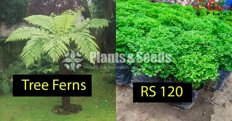 Tree Ferns