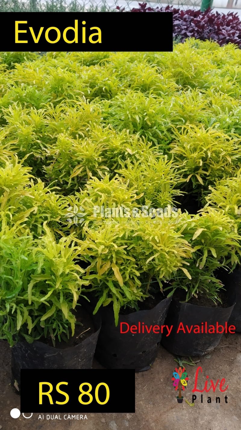 Kuru Phibiya ( කුරු පිහිබියා )