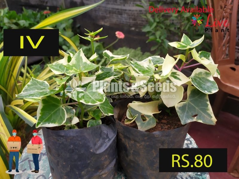 IVY Plants