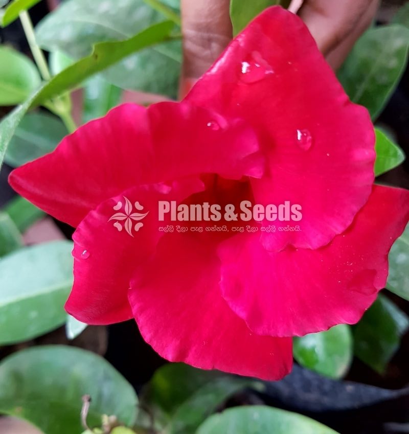Butter Cup (Red,Pink,White)