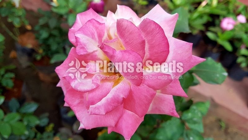 Roses