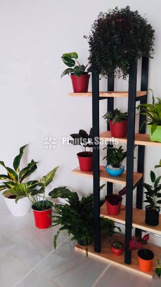 Indoor Wall stand-8000