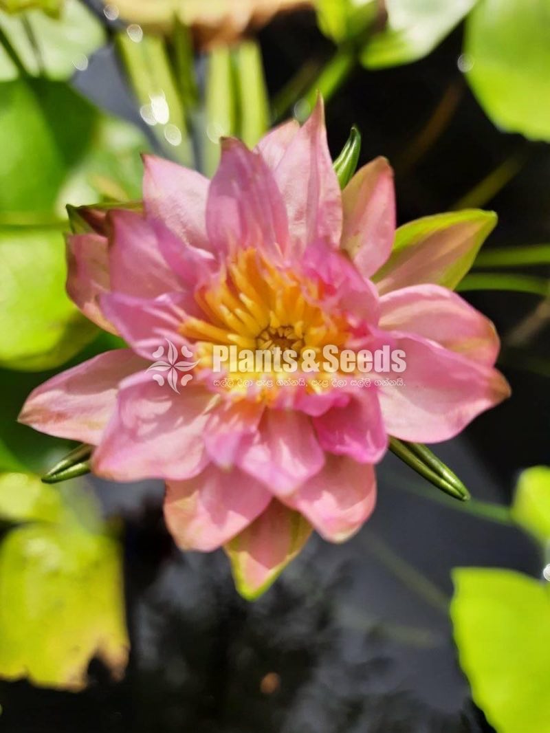 Pink Kwang -Water Plant