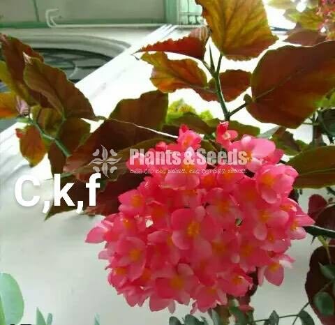 Begonia Collection