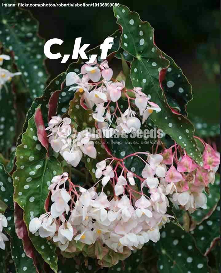 Begonia Collection