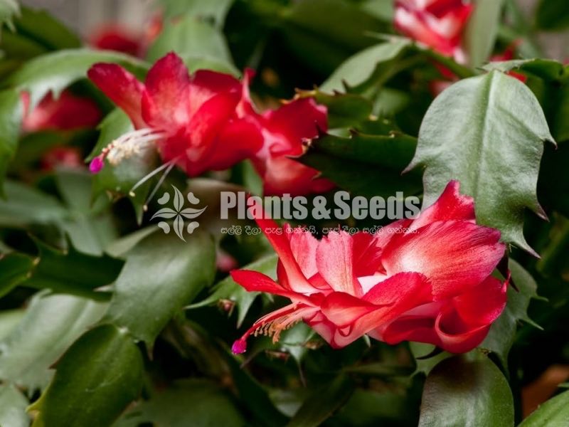 Christmas Cactus Plant (ක්‍රිස්මස් කැක්ටස්) 3 Colors