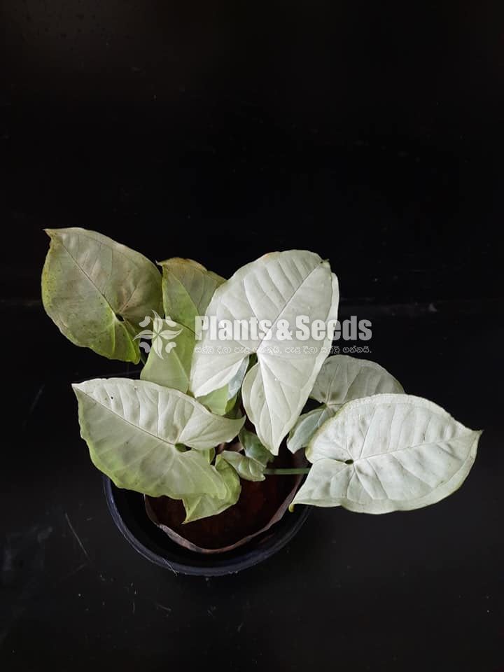 Outdoor Plants