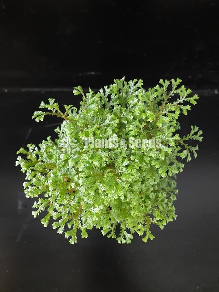 Outdoor Plants