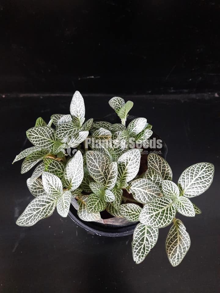 Outdoor Plants