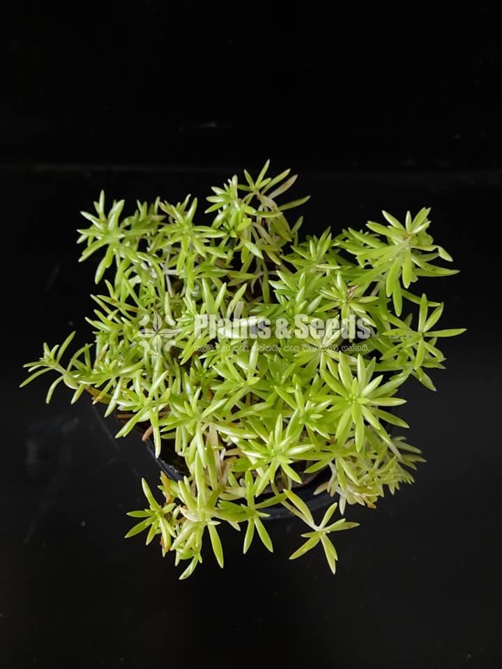 Outdoor Plants