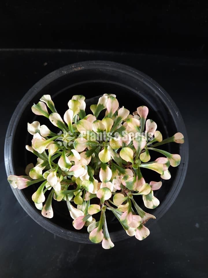 Outdoor Plants