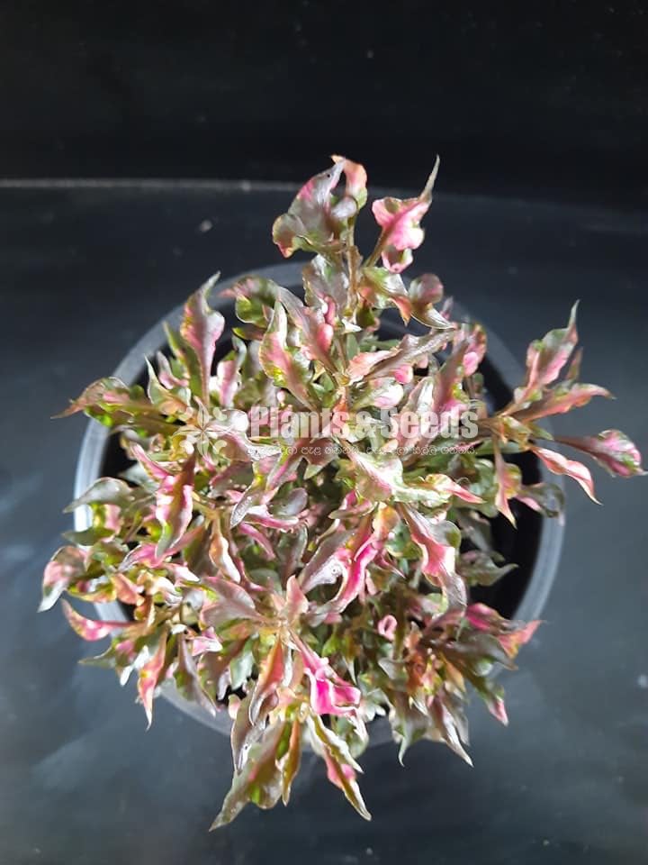 Outdoor Plants