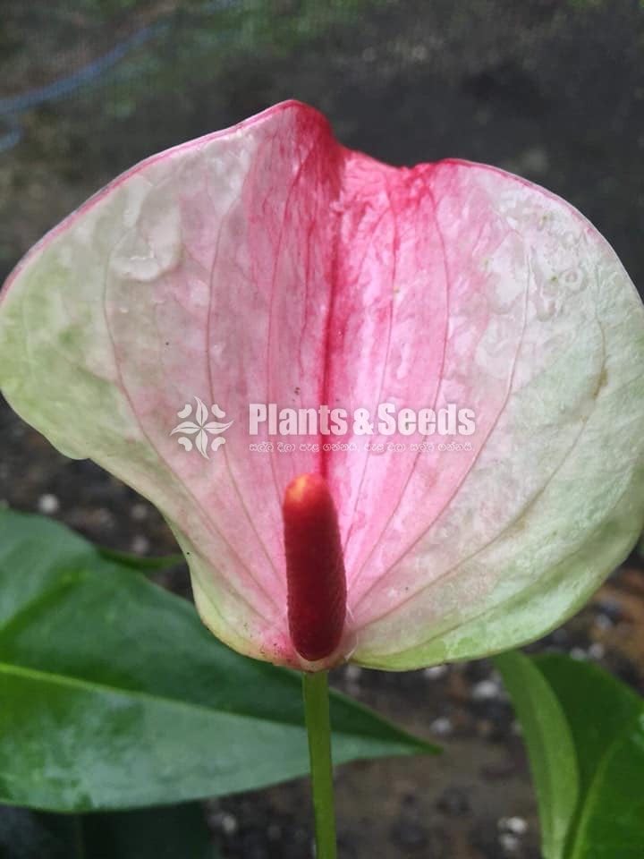 Anthurium Package 1999