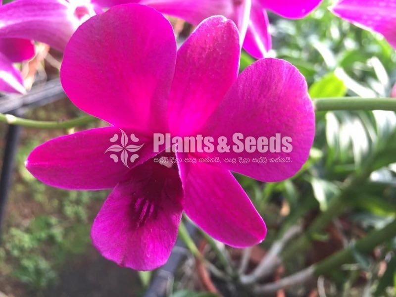 Denrobium Collection with Flowers