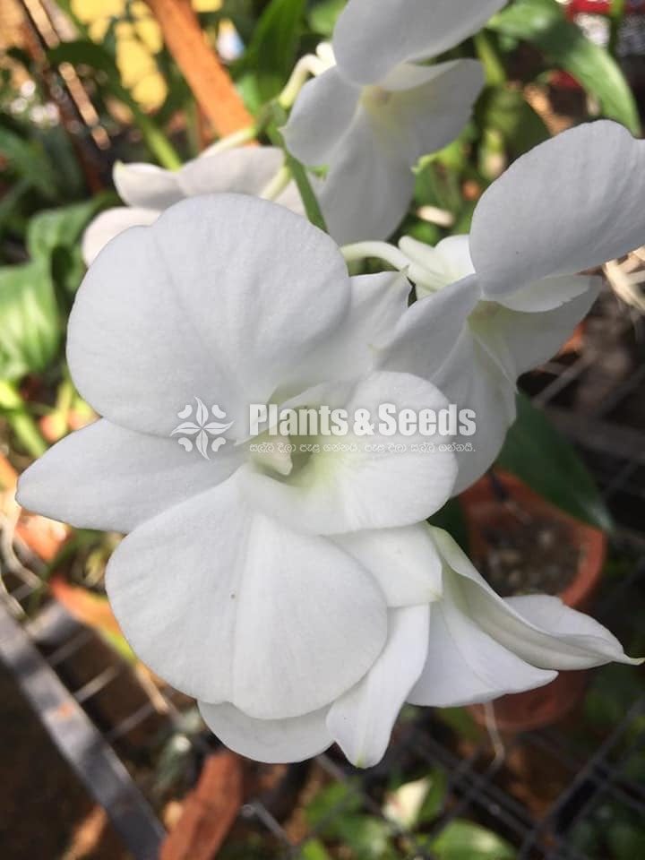 Denrobium Collection with Flowers