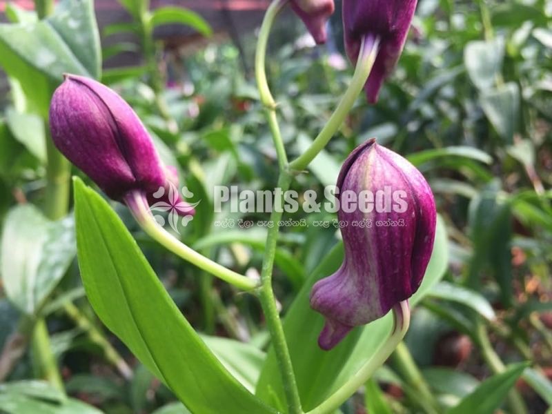 Denrobium Collection with Flowers