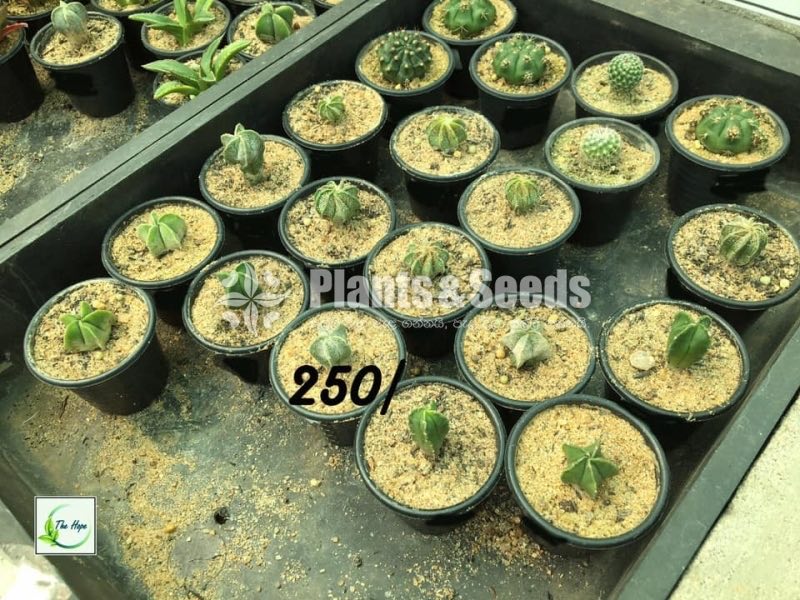 Cactus Collection