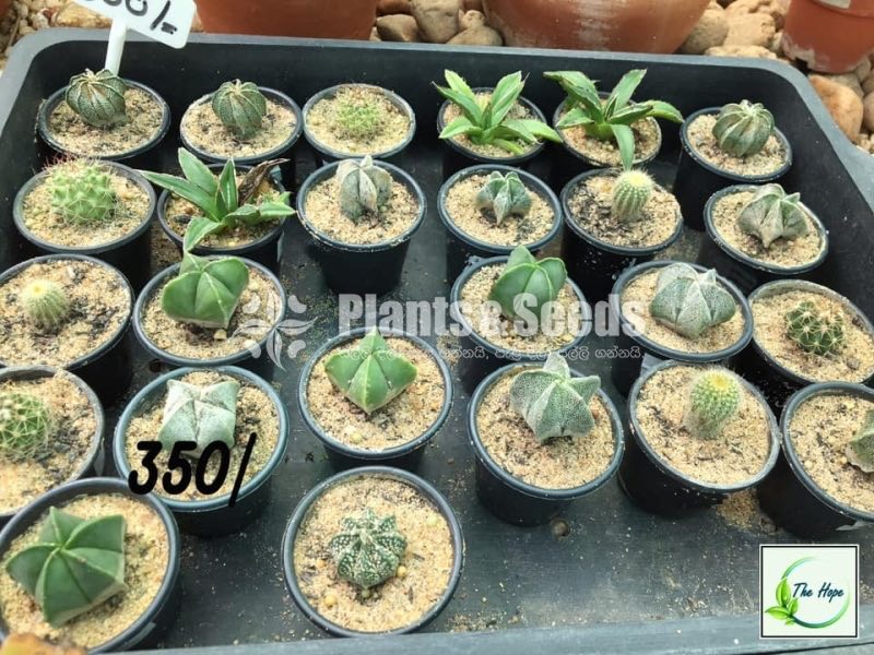 Cactus Collection