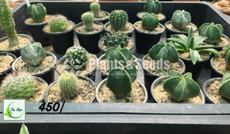 Cactus Collection